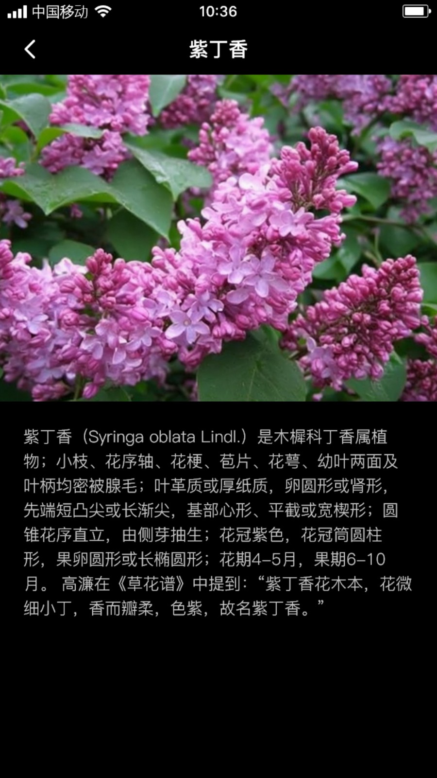 丁香花瓣